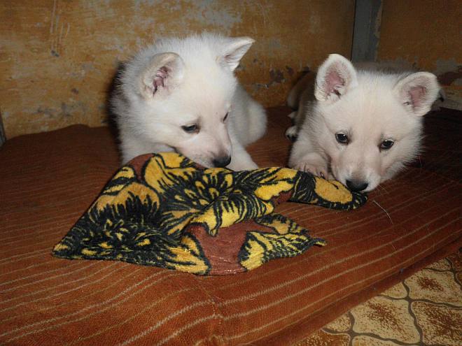 Weisser Schferhundwelpe von den Grenzgngern